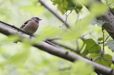 Pinson des arbres