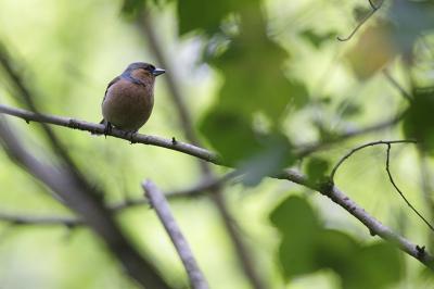 Pinson des arbres