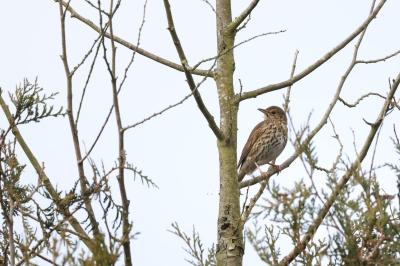 Turdus philomelos