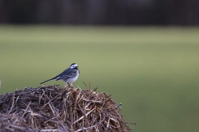 Motacilla alba
