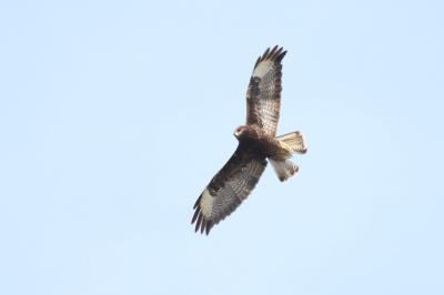 Buse variable