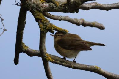 Phylloscopus collybita