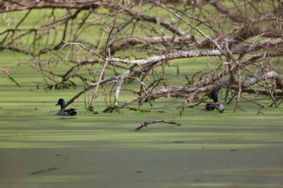 Canard colvert