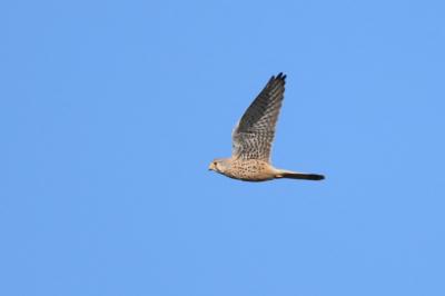 Faucon crécerelle