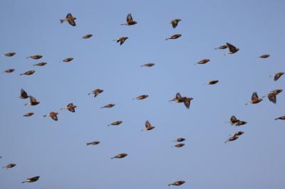 Linotte mélodieuse