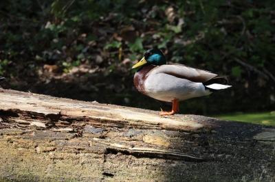 Canard colvert