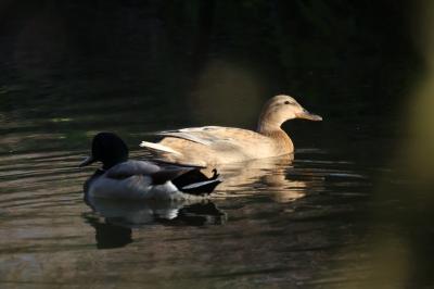 Anas platyrhynchos