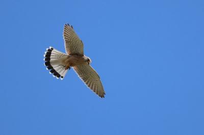 Faucon crécerelle