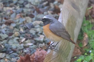 Phoenicurus phoenicurus