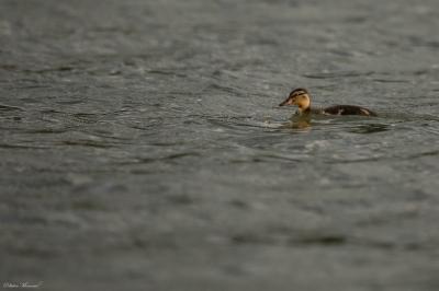 Canard colvert