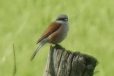 Lanius collurio