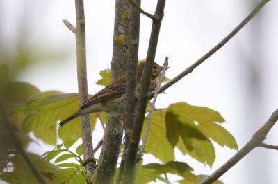 Pipit des arbres