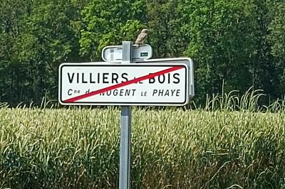 Chouette chevêche