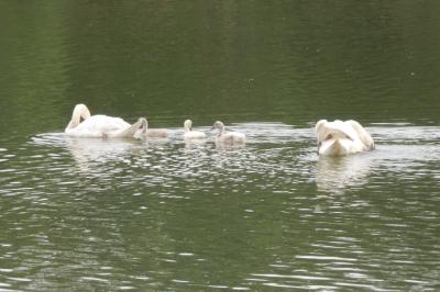 Cygne tuberculé