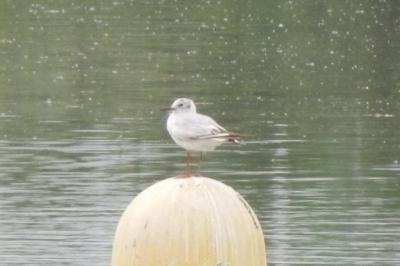 Mouette rieuse
