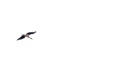 Cigogne noire