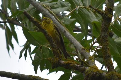 Serin cini