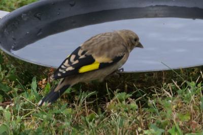 Chardonneret élégant