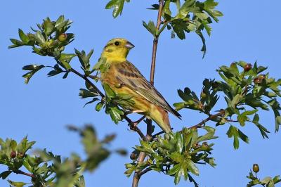 Bruant jaune