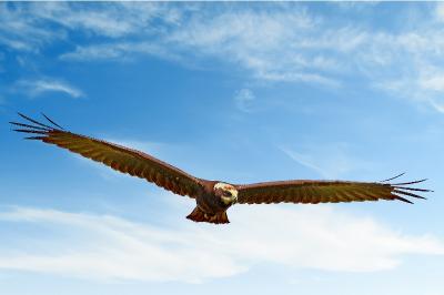 Circus aeruginosus