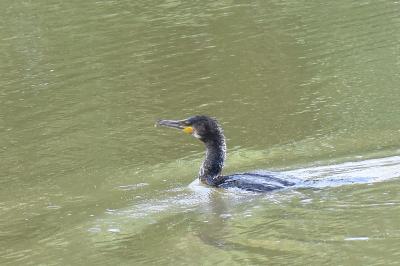Grand Cormoran