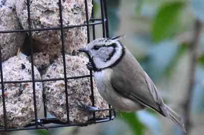 Lophophanes cristatus