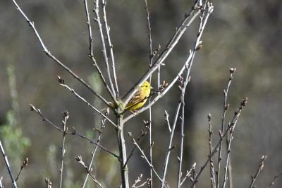 Bruant jaune