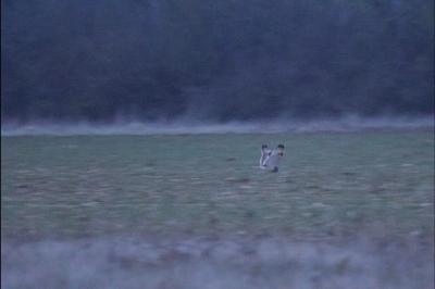 Hibou des marais