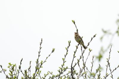 Pipit des arbres