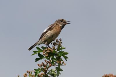 Saxicola rubicola