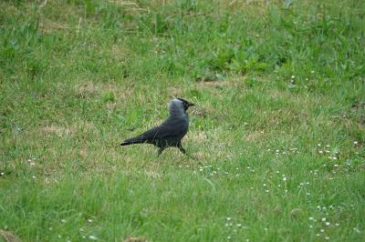 Corvus monedula