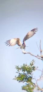 Balbuzard pêcheur