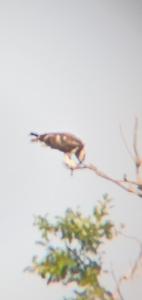 Balbuzard pêcheur