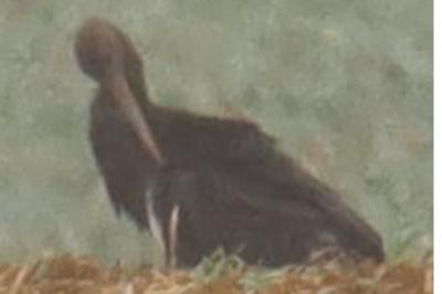 Ciconia nigra