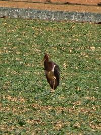 Cigogne noire