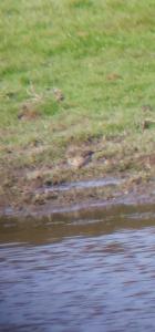 Pipit spioncelle