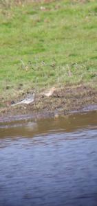 Pipit spioncelle