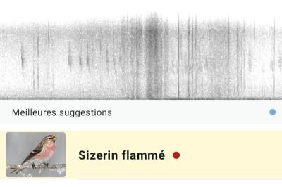 Sizerin flammé