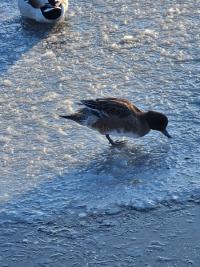 Canard siffleur