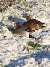 Canard siffleur