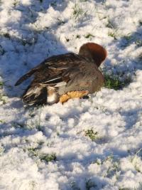 Canard siffleur