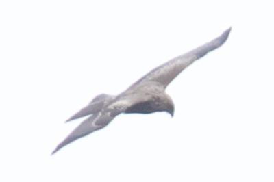 <i>Milvus</i>