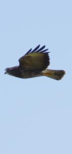 Buse variable