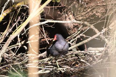Poule-d'eau