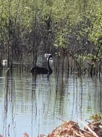 Cygne noir