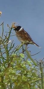 Bruant des roseaux