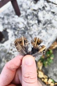 Caille des blés