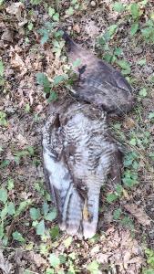 Buse variable