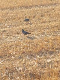Pigeon biset