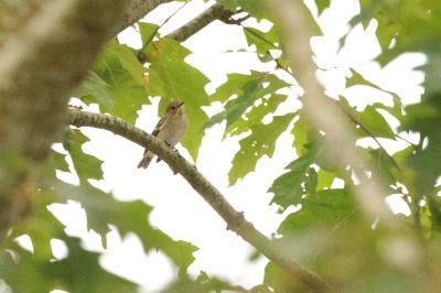 Ficedula hypoleuca